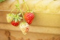 Strawberry fruit grows in garden pot Summer Berry Copy Space Royalty Free Stock Photo