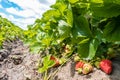 Strawberry fruit grows in the plantation