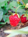 Strawberry fruit photography