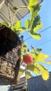 Strawberry fruit plant green leaf garden Royalty Free Stock Photo