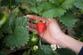 Strawberry fruit and woman hand at organic berry farm