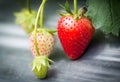 Strawberry fruits on the branch Royalty Free Stock Photo