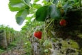 Strawberry fruits on the branch at Strawberry farm Royalty Free Stock Photo