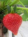 Strawberry fruits on the branch