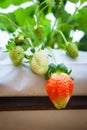 Strawberry fruits on the branch. Royalty Free Stock Photo