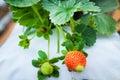 Strawberry fruits on the branch. Royalty Free Stock Photo