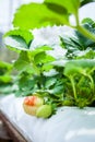 Strawberry fruits on the branch. Royalty Free Stock Photo