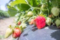 Strawberry fruits the branch in the planting strawberry Royalty Free Stock Photo