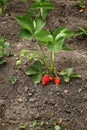 Strawberry fruits grows in the garden, organic fruit. Bush of strawberry. Organic strawberries in the garden. Ripe red fruits of