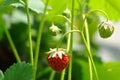 Strawberry fruits matures on the plant