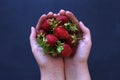 Strawberry in women`s hands on black background