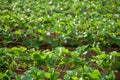 Strawberry garden at doi angkhang mountain, chiangmai : thailand