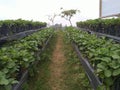 Strawberry Garden in Ketep Pas Central Java Indonesia Royalty Free Stock Photo