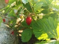 Strawberry in the garden on lake Baykal