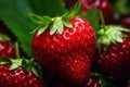 Strawberry garden Photo, Cottagecore simple living