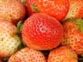 Strawberry or garden strawberry to be precise is a strawberry variety that is most widely known in the world.