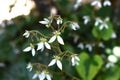 Strawberry geranium flowers. Saxifragaceae evergreen perennial plants. Royalty Free Stock Photo