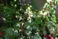 Strawberry geranium flowers. Saxifragaceae evergreen perennial plants. Royalty Free Stock Photo