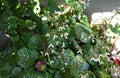 Strawberry geranium flowers. Saxifragaceae evergreen perennial plants. Royalty Free Stock Photo