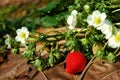 Strawberry good taste Royalty Free Stock Photo