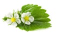 strawberry green leaf with flowers isolated on white background Royalty Free Stock Photo