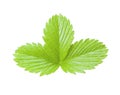 Strawberry green leaf isolated. Plant on white background