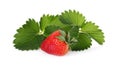 Strawberry with green leaf isolated on white Royalty Free Stock Photo