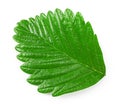 strawberry green leaf isolated on white background. clipping path
