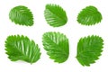 strawberry green leaves isolated on white background. clipping path. top view