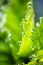 Strawberry green leaves with water drops in morning sunlight