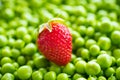 strawberry on green pea grains Royalty Free Stock Photo