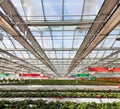 Strawberry greenhouse