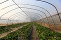 Strawberry greenhouse Royalty Free Stock Photo