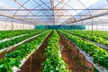 Strawberry greenhouse farm plantation