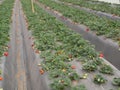 Strawberry Greenhouse Israel Arava fruits ecology