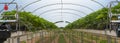 Strawberry greenhouse with raised beds, automatic irrigation and