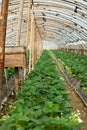 Strawberry greenhouses