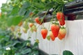 Strawberry in greenhouses