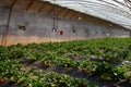 Strawberry in the greenhouses