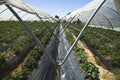Strawberry grennhouses Royalty Free Stock Photo