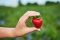 Strawberry growers engineer working in the field with harvest, woman holding berries Royalty Free Stock Photo