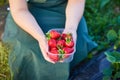 Strawberry growers engineer working in the field with harvest, woman holding berries