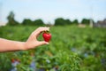 Strawberry growers engineer working in the field with harvest, woman holding berries Royalty Free Stock Photo