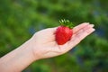 Strawberry growers engineer working in the field with harvest, woman holding berries