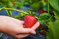 Strawberry growers engineer working in the field with harvest, woman holding berries Royalty Free Stock Photo