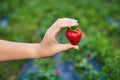 Strawberry growers engineer working in the field with harvest, woman holding berries