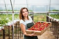 Strawberry growers with harvest,Agricultural engineer working in