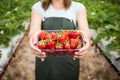 Strawberry growers with harvest,Agricultural engineer working in