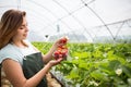 Strawberry growers with harvest,Agricultural engineer working in