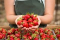 Strawberry growers with harvest,Agricultural engineer working in